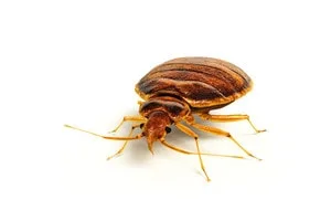 Particulier Bedwantsen